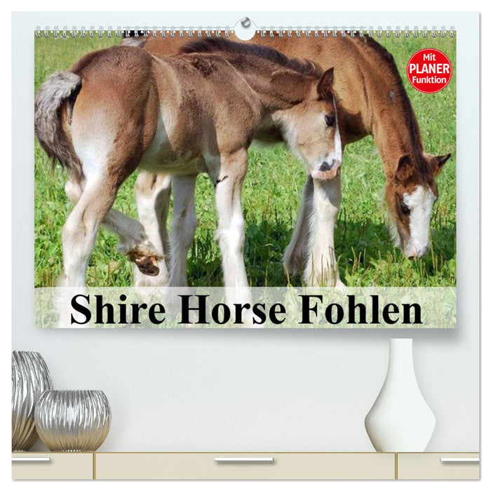 Shire Horse Fohlen (CALVENDO Premium Wandkalender 2024)