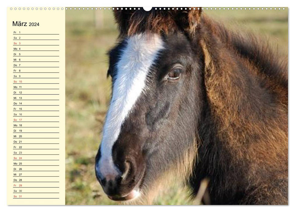 Shire Horse Fohlen (CALVENDO Premium Wandkalender 2024)