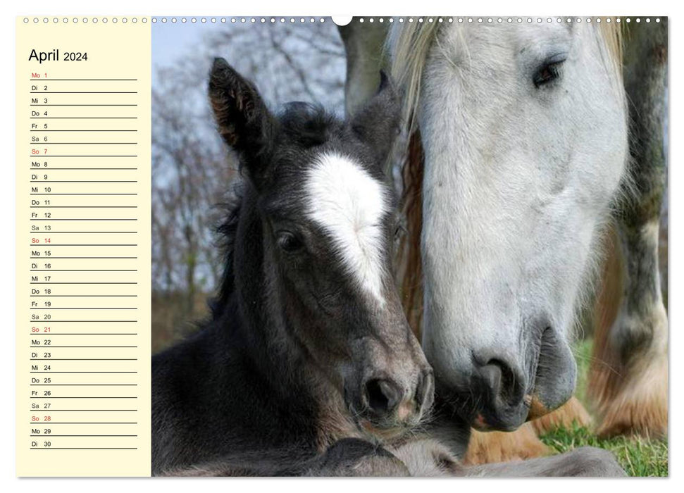 Shire Horse Fohlen (CALVENDO Premium Wandkalender 2024)