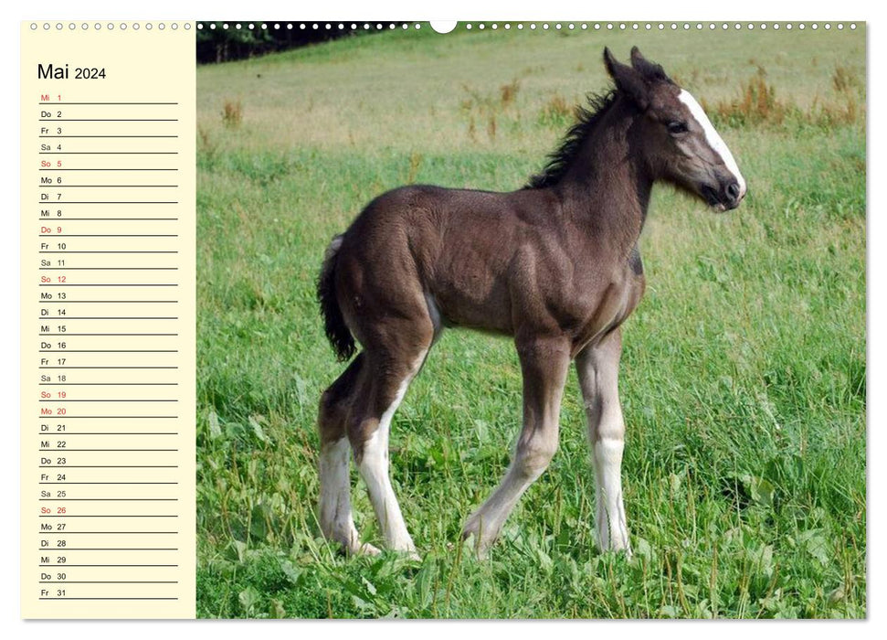 Poulain Shire Horse (Calvendo Premium Calendrier mural 2024) 