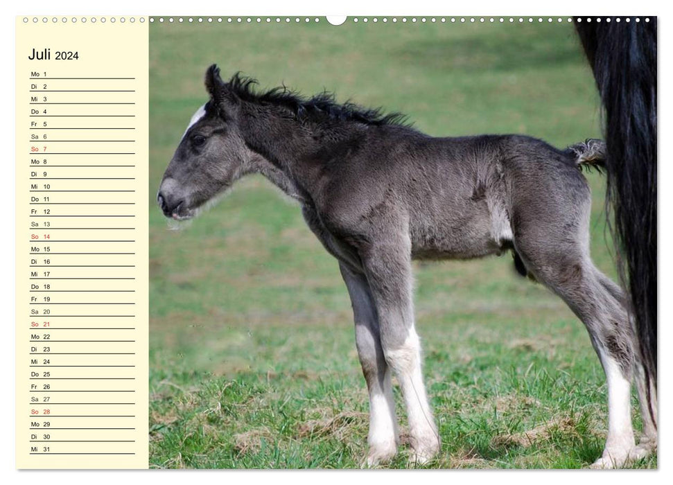 Poulain Shire Horse (Calvendo Premium Calendrier mural 2024) 