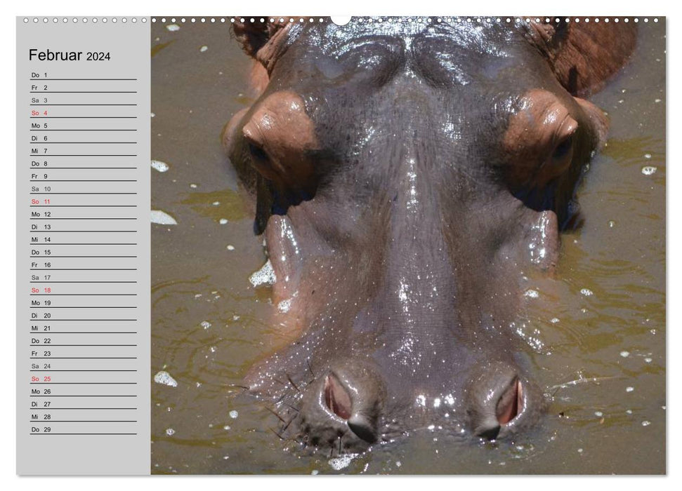 Rhinocéros et hippopotames (Calendrier mural CALVENDO Premium 2024) 