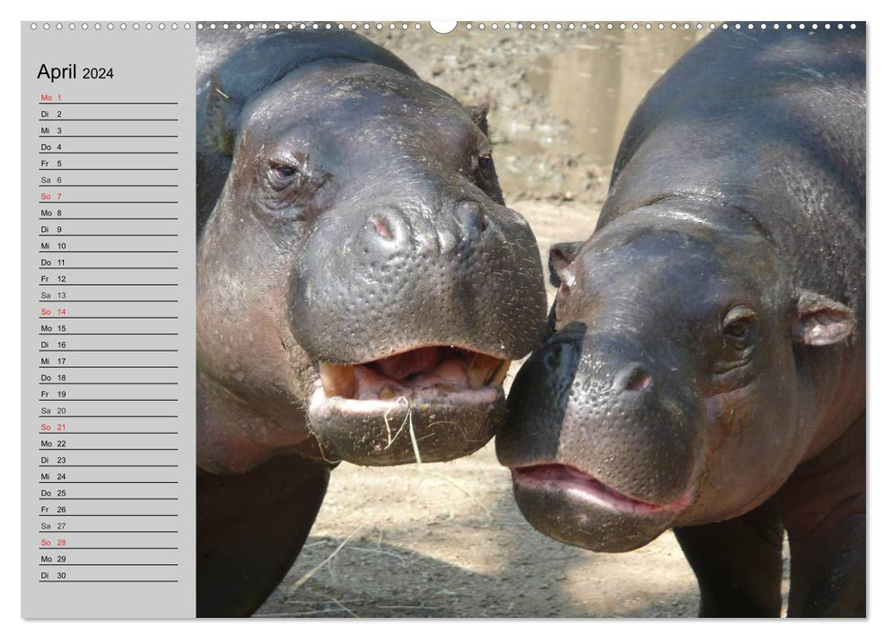 Nashörner und Flusspferde (CALVENDO Premium Wandkalender 2024)