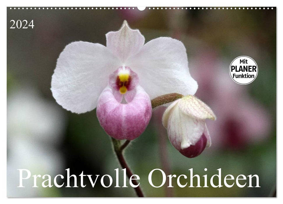 Magnifiques orchidées (Calendrier mural CALVENDO 2024) 