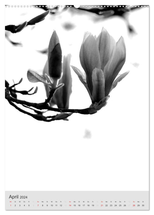 Monochrome Blüten - In Schwarz-Weiß Bildern durch das Jahr (CALVENDO Premium Wandkalender 2024)