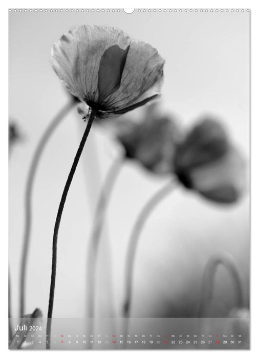 Monochrome Blüten - In Schwarz-Weiß Bildern durch das Jahr (CALVENDO Premium Wandkalender 2024)