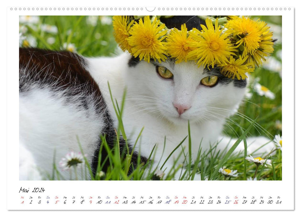 Die Launen der Katzen 2024 (CALVENDO Wandkalender 2024)