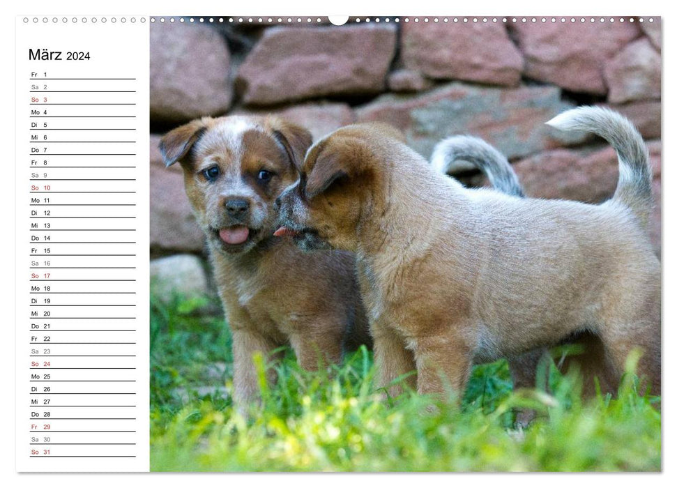 Niedliche Australian Cattle Dog Welpen (CALVENDO Premium Wandkalender 2024)