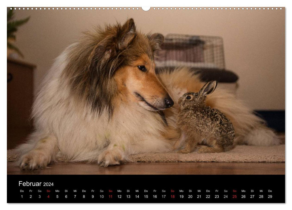 Ziva und ihre Freunde (CALVENDO Premium Wandkalender 2024)
