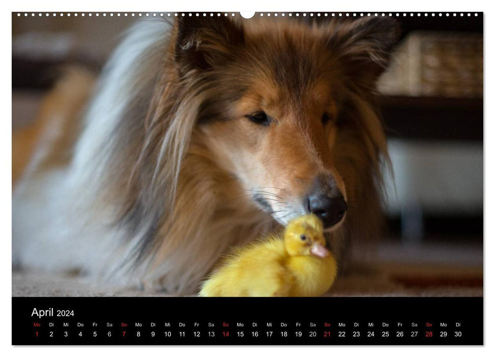 Ziva et ses amis (Calvendo Premium Wall Calendar 2024) 