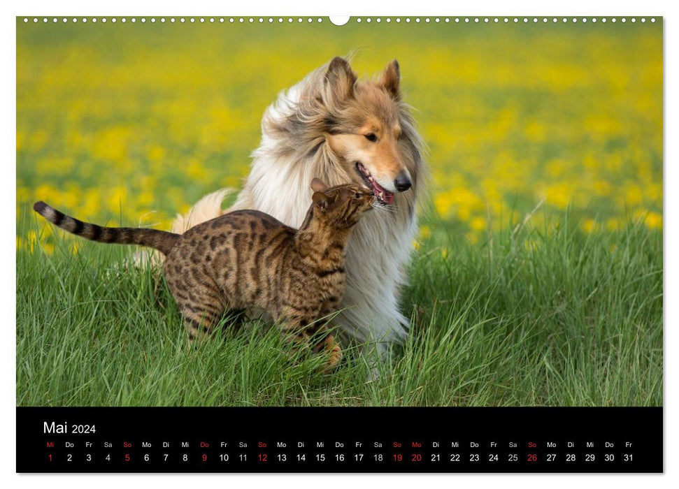 Ziva et ses amis (Calvendo Premium Wall Calendar 2024) 