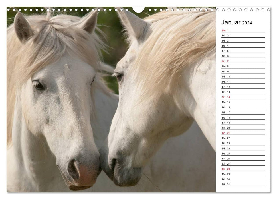 Chevaux de Camargue - Chevaux gris dans le Delta du Rhône (Calendrier mural CALVENDO 2024) 