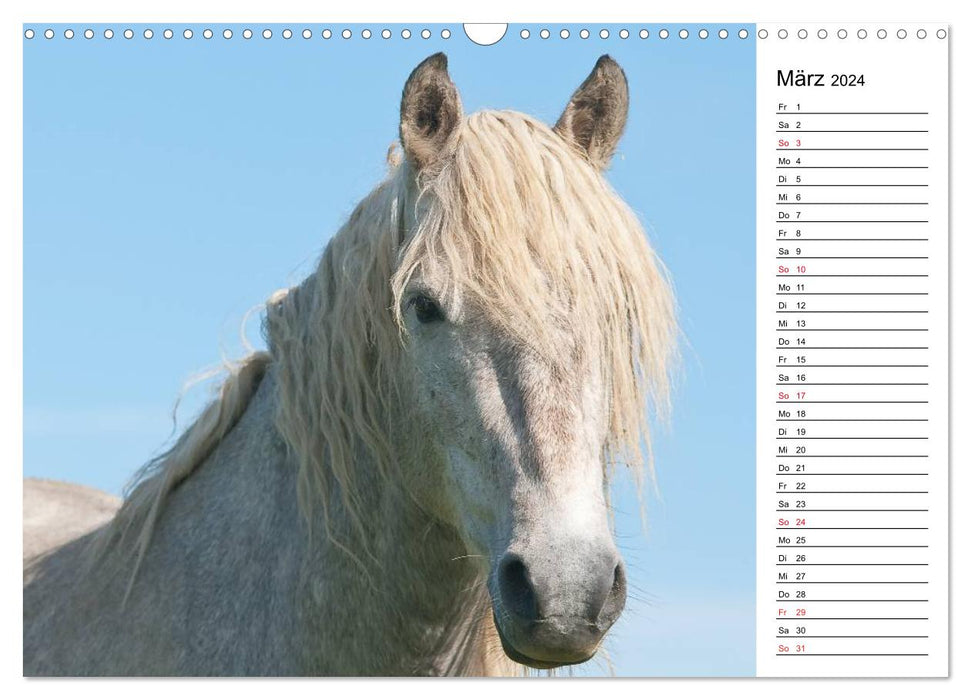 Chevaux de Camargue - Chevaux gris dans le Delta du Rhône (Calendrier mural CALVENDO 2024) 