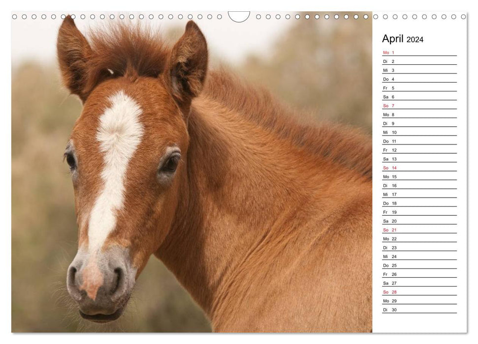 Pferde der Camargue – Schimmel im Rhônedelta (CALVENDO Wandkalender 2024)