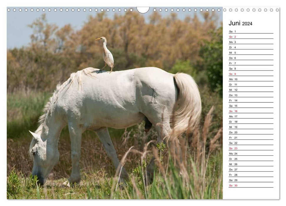 Chevaux de Camargue - Chevaux gris dans le Delta du Rhône (Calendrier mural CALVENDO 2024) 