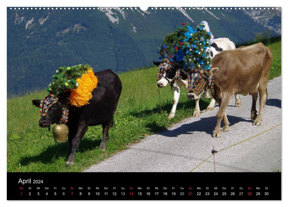 Almabtrieb in Tirol (CALVENDO Premium Wandkalender 2024)