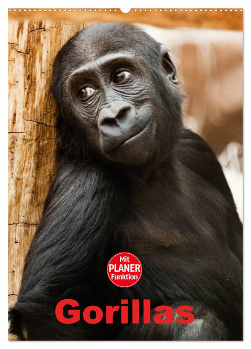 Gorillas (CALVENDO wall calendar 2024) 