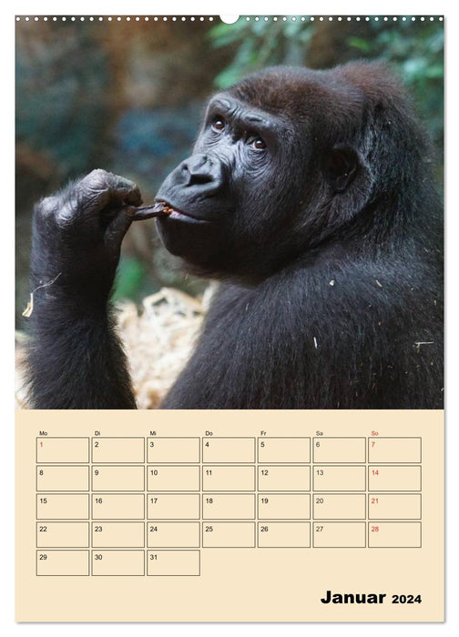 Gorillas (CALVENDO Wandkalender 2024)