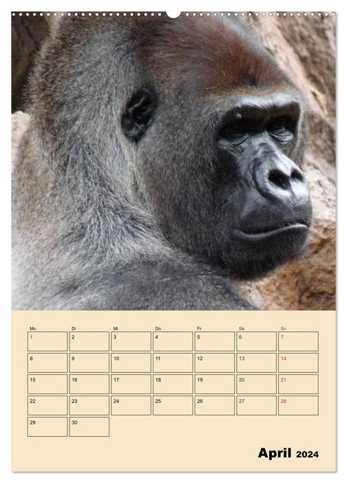 Gorilles (Calendrier mural CALVENDO 2024) 