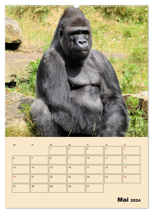 Gorilles (Calendrier mural CALVENDO 2024) 
