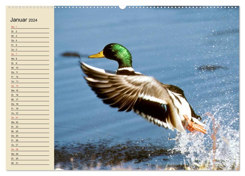 Wildlife. Local beauties (CALVENDO wall calendar 2024) 