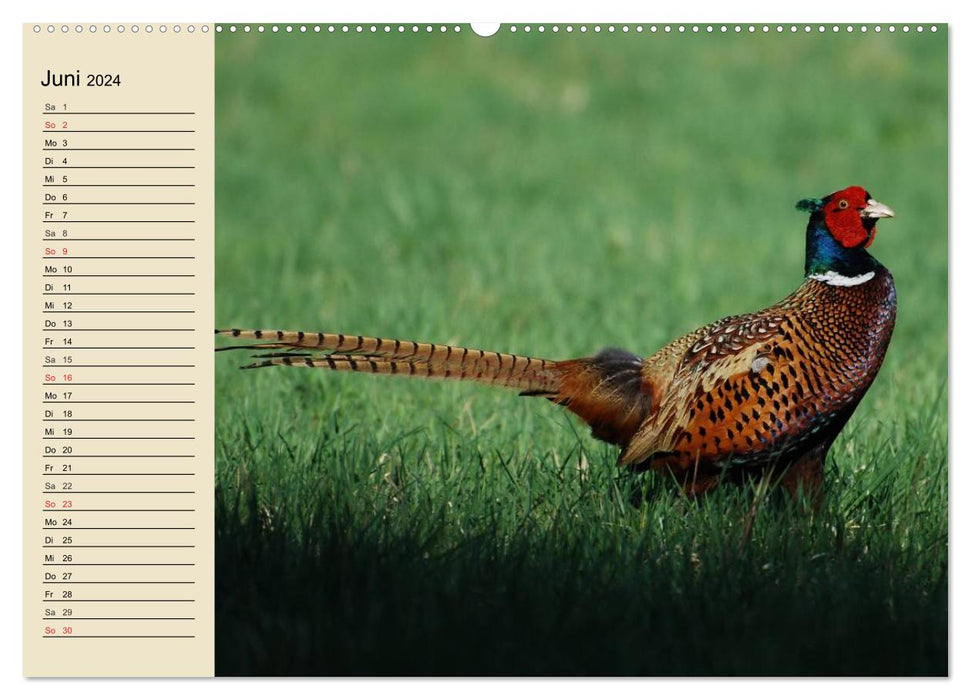 Wildlife. Local beauties (CALVENDO wall calendar 2024) 