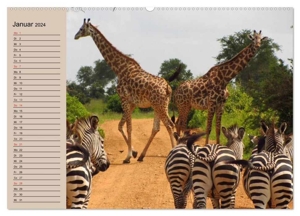 Africa's wild beauties (CALVENDO wall calendar 2024) 