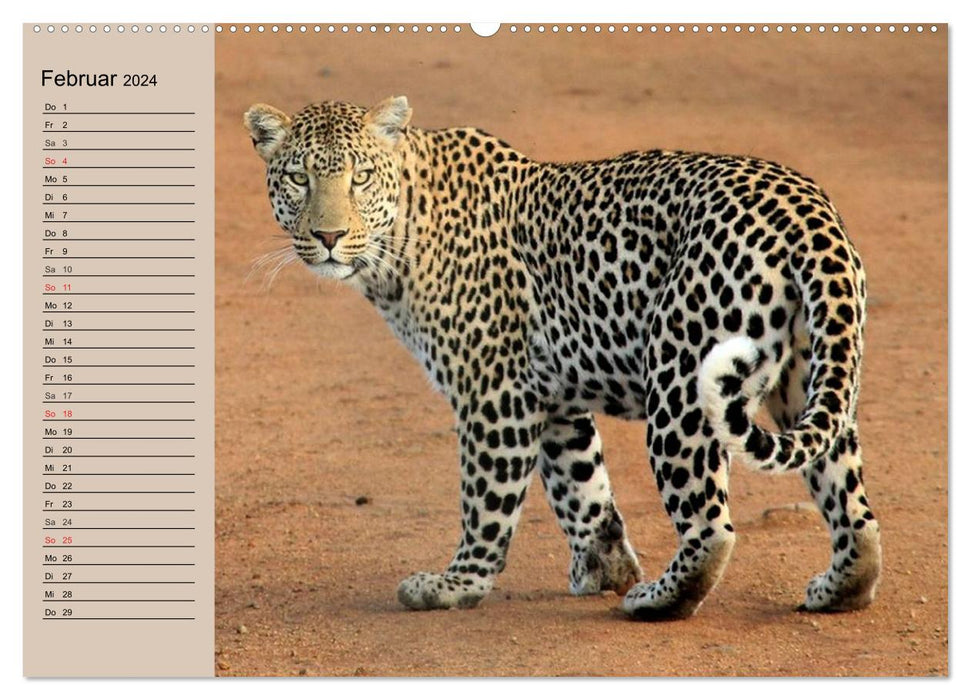 Africa's wild beauties (CALVENDO wall calendar 2024) 