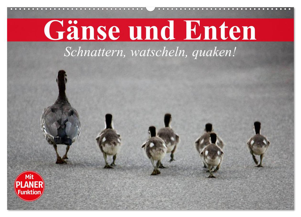 Gänse und Enten. Schnattern, watscheln, quaken! (CALVENDO Wandkalender 2024)