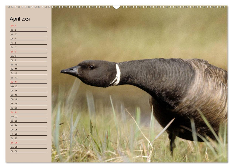 Gänse und Enten. Schnattern, watscheln, quaken! (CALVENDO Wandkalender 2024)