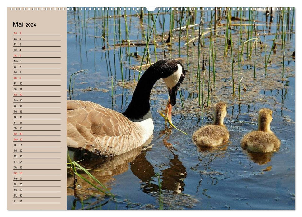 Geese and ducks. Chatter, waddle, quack! (CALVENDO wall calendar 2024) 