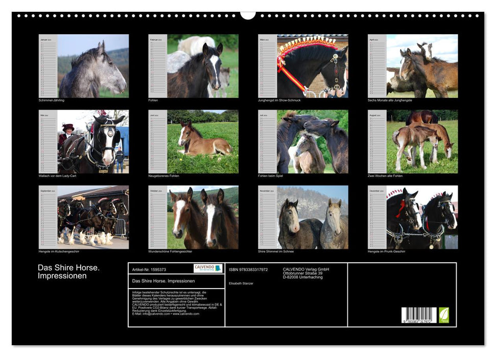 Das Shire Horse. Impressionen (CALVENDO Wandkalender 2024)