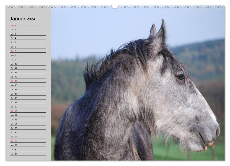 Das Shire Horse. Impressionen (CALVENDO Wandkalender 2024)