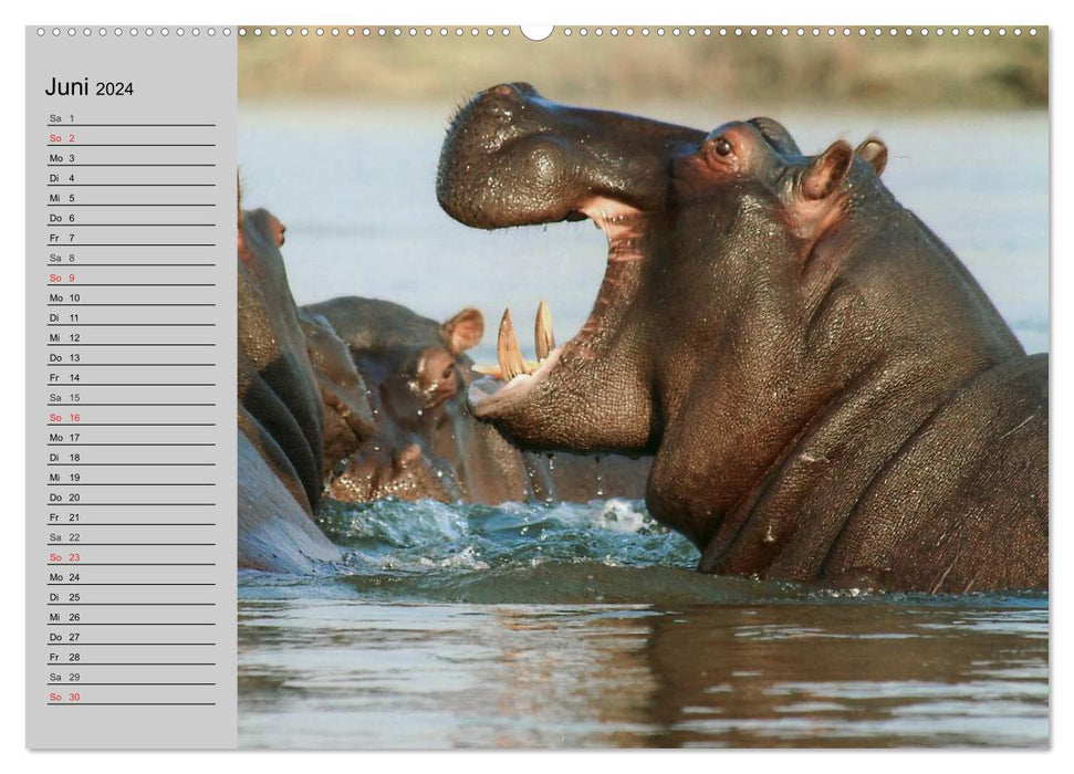 Nashörner und Flusspferde (CALVENDO Wandkalender 2024)
