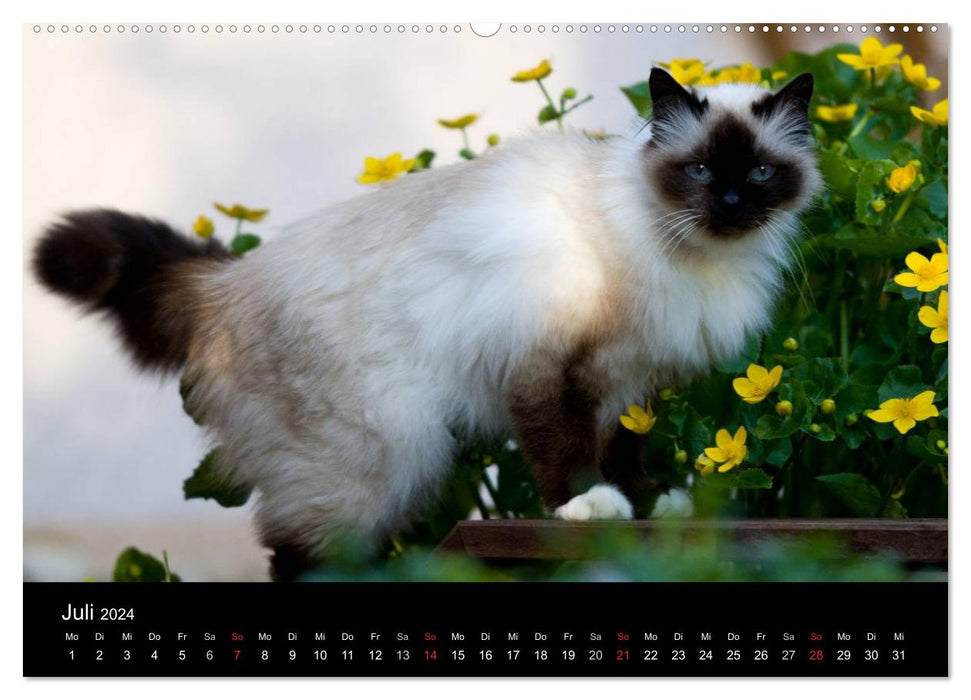 Chats d'extérieur - chats domestiques en déplacement (Calendrier mural CALVENDO Premium 2024) 