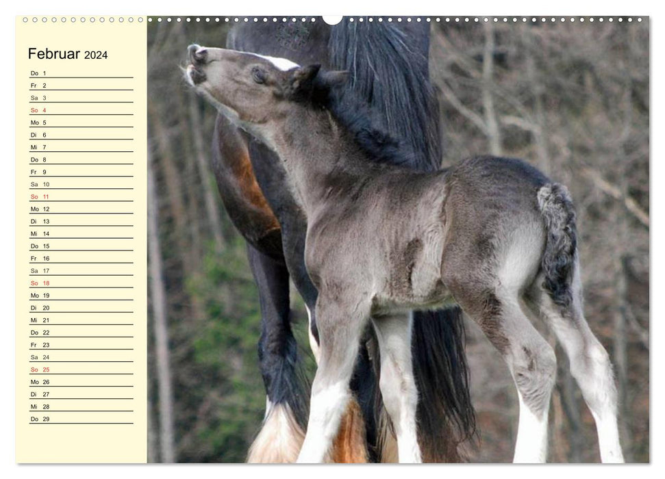 Shire Horse Fohlen (CALVENDO Wandkalender 2024)