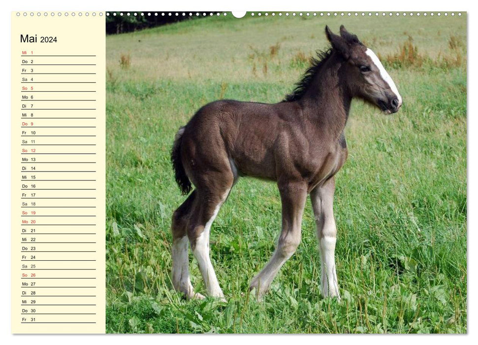 Shire Horse Foal (CALVENDO Wall Calendar 2024) 