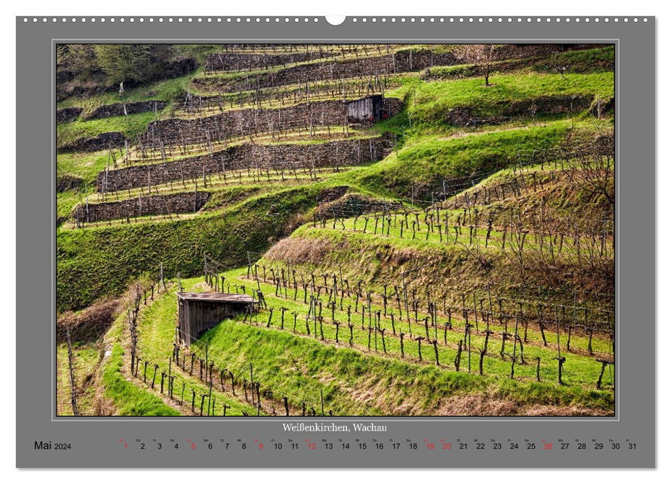 Strukturen im Weinbau (CALVENDO Premium Wandkalender 2024)