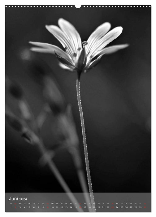 Monochrome Blüten - In Schwarz-Weiß Bildern durch das Jahr (CALVENDO Wandkalender 2024)