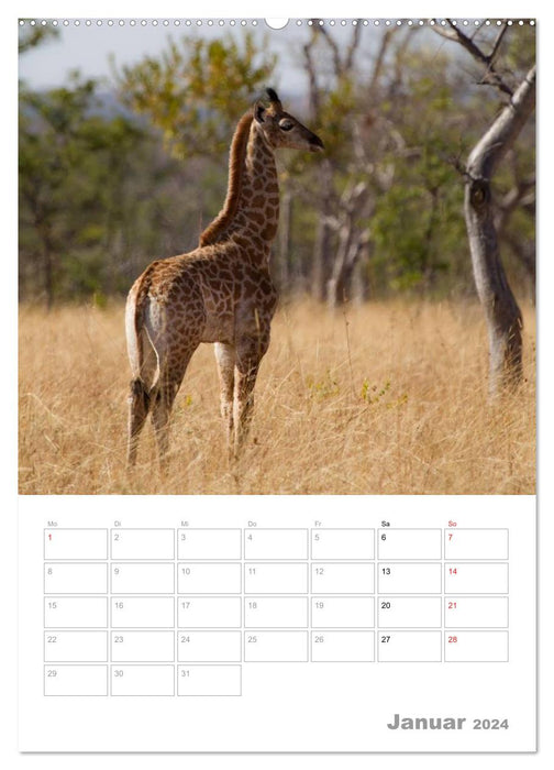 Giraffen - Die Riesen Afrikas (CALVENDO Premium Wandkalender 2024)