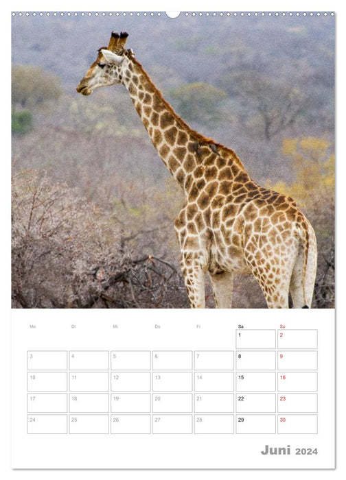 Giraffen - Die Riesen Afrikas (CALVENDO Premium Wandkalender 2024)