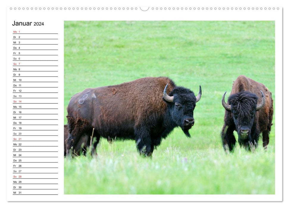 Der nordamerikanische Bison (CALVENDO Wandkalender 2024)