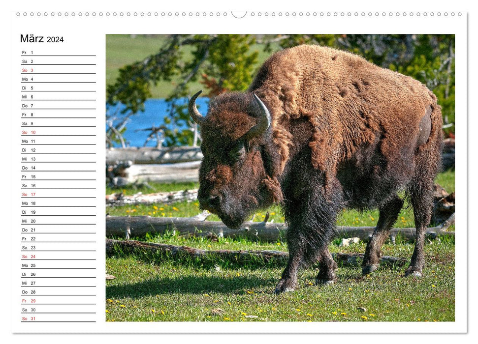 Der nordamerikanische Bison (CALVENDO Wandkalender 2024)