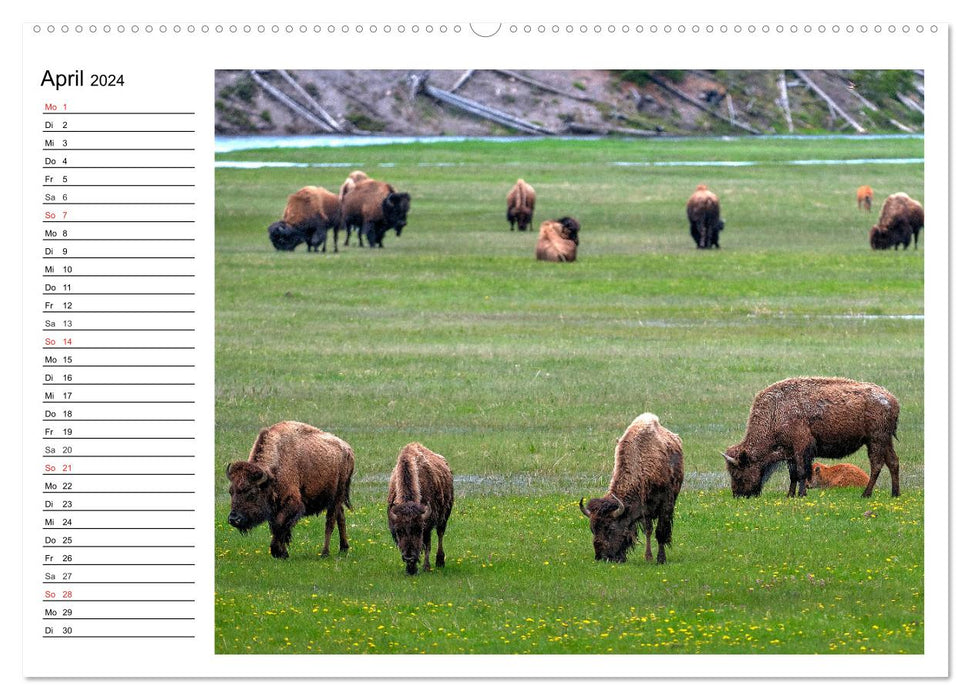 Der nordamerikanische Bison (CALVENDO Wandkalender 2024)