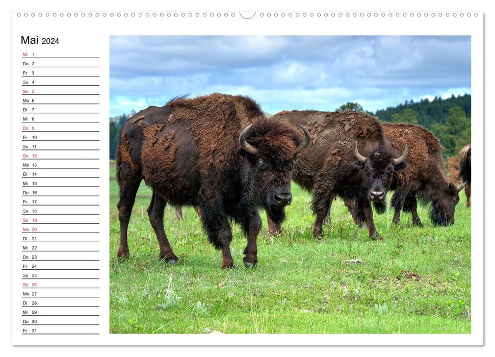 The North American bison (CALVENDO wall calendar 2024) 