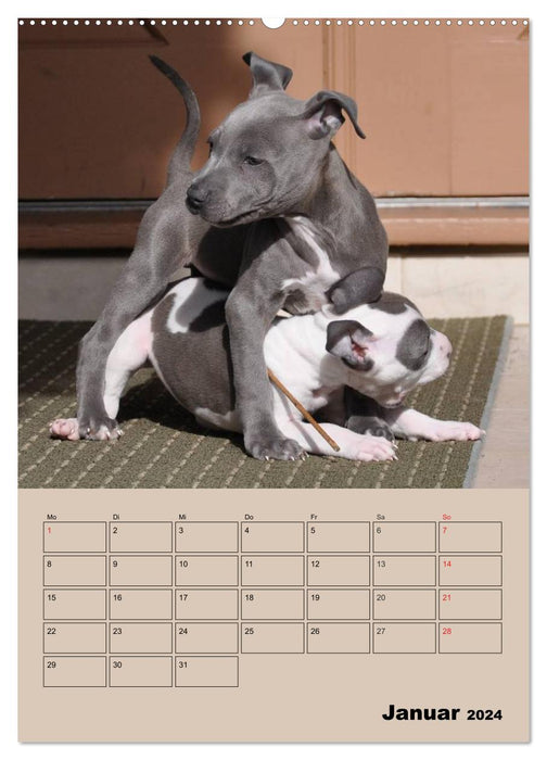 Pit Bulls und Freunde (CALVENDO Wandkalender 2024)