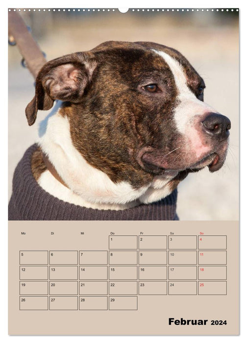 Pit Bulls and Friends (CALVENDO Wall Calendar 2024) 