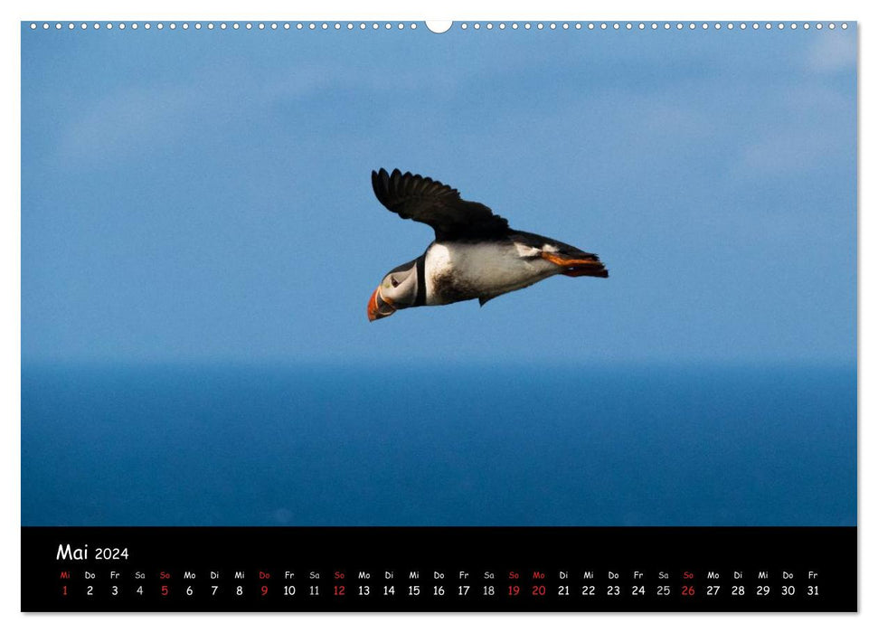 Die Papageientaucher von Mykines (CALVENDO Premium Wandkalender 2024)