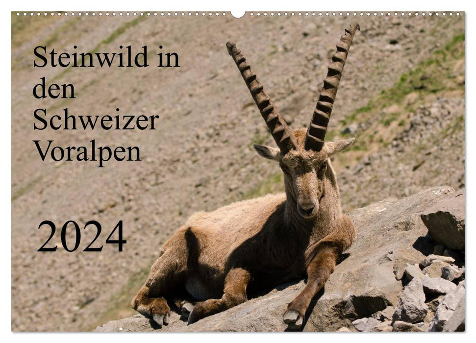 Steinwild in den Schweizer Voralpen (CALVENDO Wandkalender 2024)