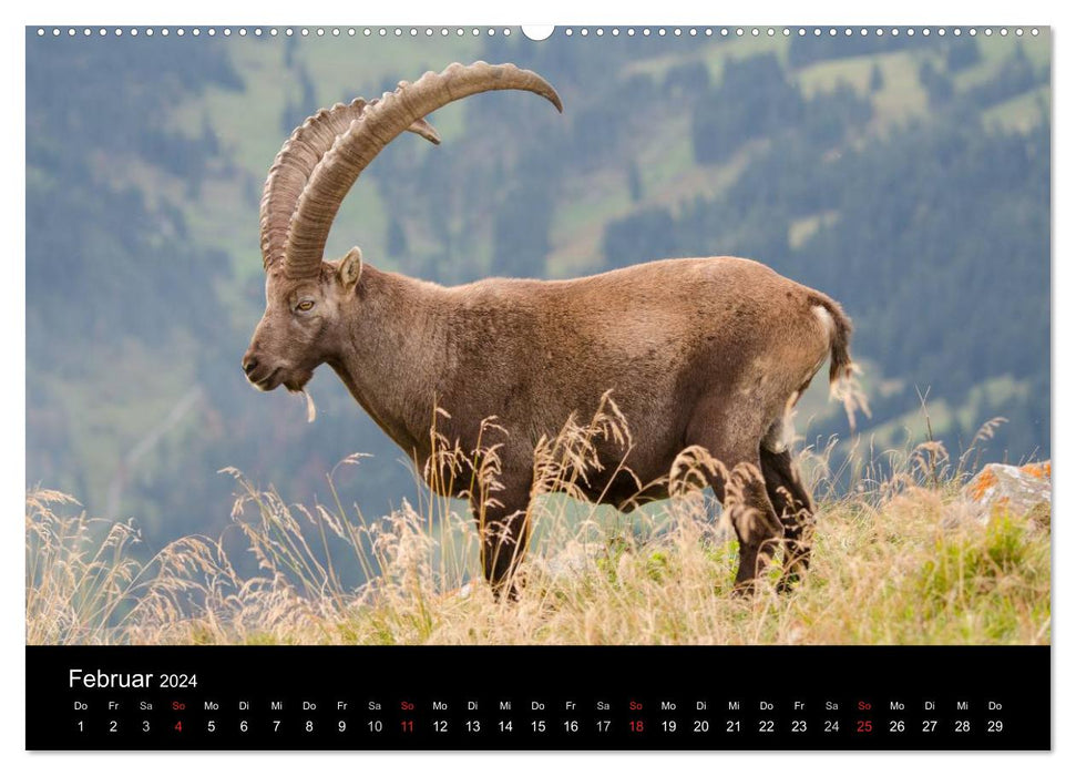 Wild ibex in the Swiss foothills of the Alps (CALVENDO wall calendar 2024) 